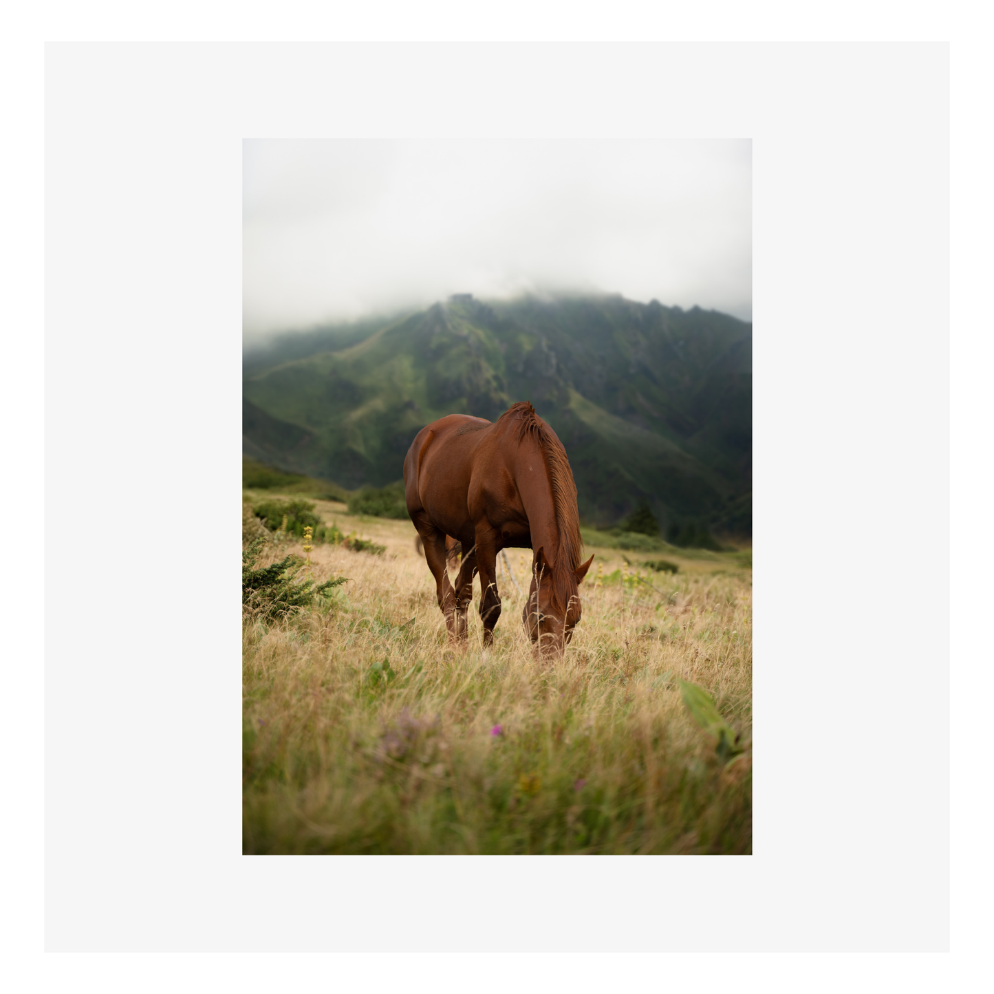 Cheval des montagnes par Zoé Amat - 105x148 mm