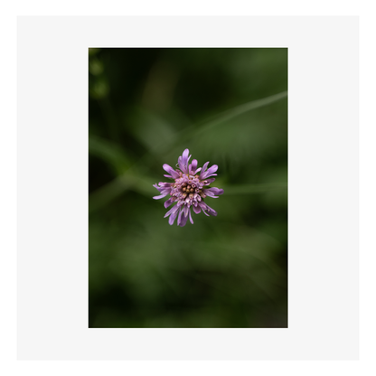 Carte M’AryCard avec video - NFC – design fleurs